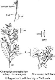Attēlu rezultāti vaicājumam “Epilobium angustifolium bud”