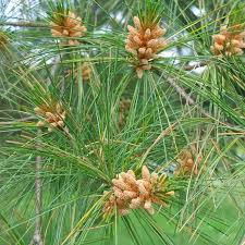 Attēlu rezultāti vaicājumam “Pinus strobus fruit”