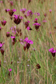 Image result for Dianthus carthusianorum