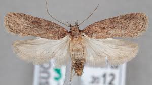 Attēlu rezultāti vaicājumam “Depressaria depressana”