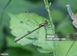 Attēlu rezultāti vaicājumam “Chalcolestes viridis”