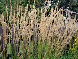 Attēlu rezultāti vaicājumam “Calamagrostis purpurea flower”