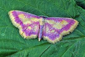 Attēlu rezultāti vaicājumam “Idaea muricata”