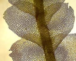 Attēlu rezultāti vaicājumam “Calypogeia sphagnicola”