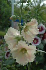 Image result for Alcea rugosa