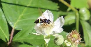 Attēlu rezultāti vaicājumam “Dasysyrphus tricinctus”