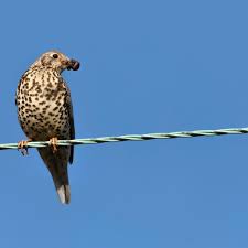 Attēlu rezultāti vaicājumam “Turdus viscivorus juvenile”