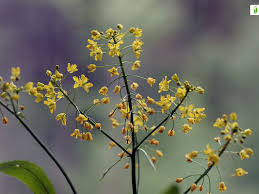 Attēlu rezultāti vaicājumam “Rorippa sylvestris leaf”