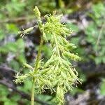 Attēlu rezultāti vaicājumam “Silene otites fruit”