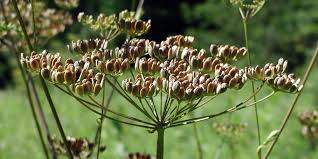 Attēlu rezultāti vaicājumam “Pastinaca sativa subsp. sylvestris fruit”