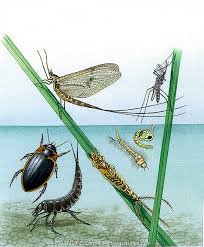 Attēlu rezultāti vaicājumam “Ephemeroptera larvae”