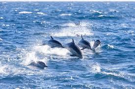Afbeeldingsresultaat voor dolfijnen