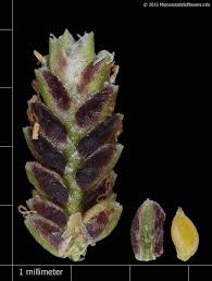 Attēlu rezultāti vaicājumam “Cyperus fuscus fruit”