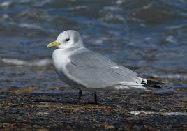 Attēlu rezultāti vaicājumam “Rissa tridactyla”