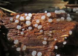 Attēlu rezultāti vaicājumam “Badhamiopsis macrospora macro”