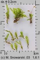 Attēlu rezultāti vaicājumam “Plagiothecium laetum”