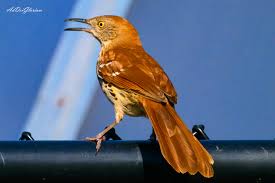 Image result for Toxostoma rufum