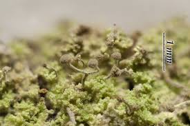 Attēlu rezultāti vaicājumam “Chaenotheca phaeocephala”