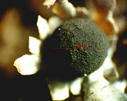 Attēlu rezultāti vaicājumam “Diderma ochraceum young”