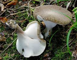 Attēlu rezultāti vaicājumam “Polyporus melanopus”