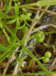 Attēlu rezultāti vaicājumam “Galium trifidum”