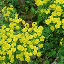 Attēlu rezultāti vaicājumam “Euphorbia cyparissias fruit”