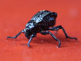 Image result for Brachycerus undatus