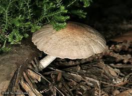 Attēlu rezultāti vaicājumam “Psathyrella sp.”