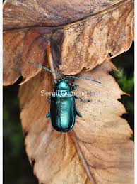 Attēlu rezultāti vaicājumam “Altica sp.”