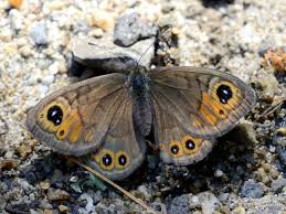 Attēlu rezultāti vaicājumam “Lasiommata maera upperside”