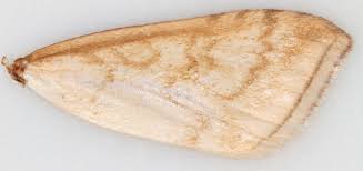 Attēlu rezultāti vaicājumam “Udea lutealis”