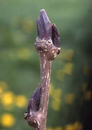 Attēlu rezultāti vaicājumam “Sorbus aucuparia bud”