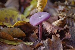 Attēlu rezultāti vaicājumam “Laccaria amethystina”