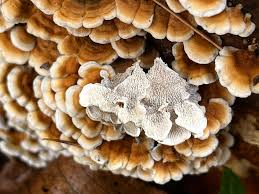 Attēlu rezultāti vaicājumam “Plicaturopsis crispa”