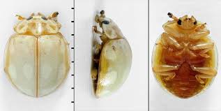 Attēlu rezultāti vaicājumam “Calvia decemguttata larva”