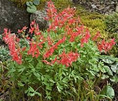 Attēlu rezultāti vaicājumam “Corydalis solida fruit”