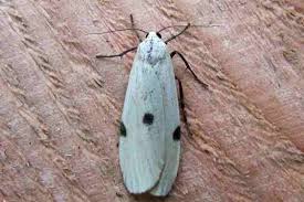 Attēlu rezultāti vaicājumam “Lithosia quadra female”