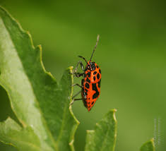 Attēlu rezultāti vaicājumam “Eurydema dominulus imago”