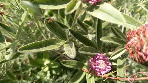 Attēlu rezultāti vaicājumam “Trifolium alpestre flower”