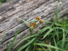 Attēlu rezultāti vaicājumam “Luzula campestris fruit”