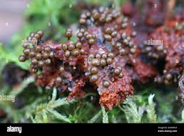 Attēlu rezultāti vaicājumam “Hemitrichia decipiens”