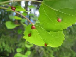 Attēlu rezultāti vaicājumam “Harmandia”