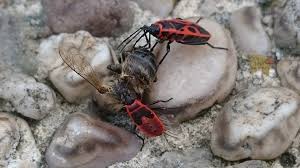 Attēlu rezultāti vaicājumam “Pyrrhocoris apterus nymph”