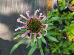 Image result for Echinacea pallida