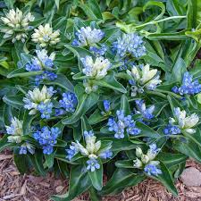 Attēlu rezultāti vaicājumam “Gentiana cruciata flower”