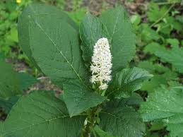 Attēlu rezultāti vaicājumam “Phytolacca acinosa flower”