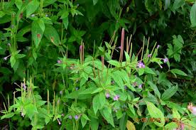 Attēlu rezultāti vaicājumam “Epilobium roseum leaf”