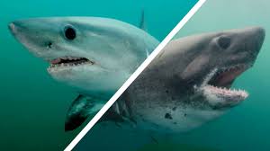 Image result for Lamna ditropis