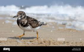 Attēlu rezultāti vaicājumam “Arenaria interpres adult”