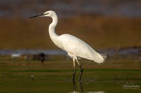 Attēlu rezultāti vaicājumam “Egretta garzetta”